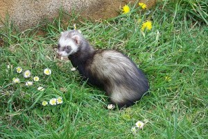 A közönséges görény (Mustela putorius)
