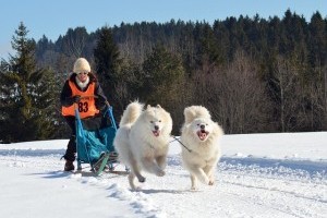 A szamojéd kutyafajta