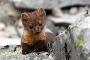 Rágcsálók kíméljenek! - védekezés autóban, lakásban a nyestek ellen