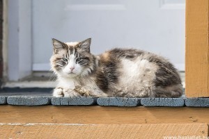 Macskafajták: a ragamuffin
