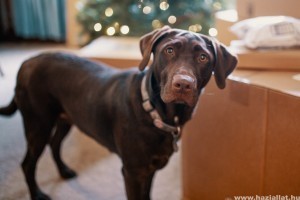 Labrador retriever: van jelentősége a szőre színének?