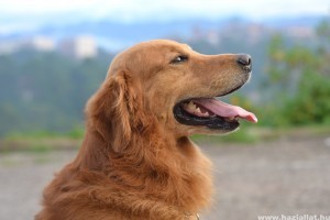 Hogyan neveljük meg a golden retrievereket?