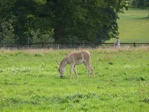 Az ázsiai vadszamár (Equus hemionus kulan)