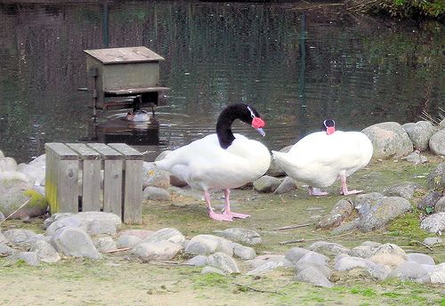 A feketenyakú hattyú (Cygnus melancoryphus)