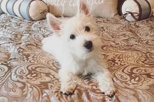westie