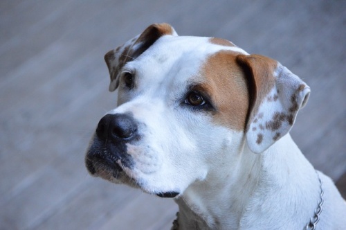 dog-2646275_640