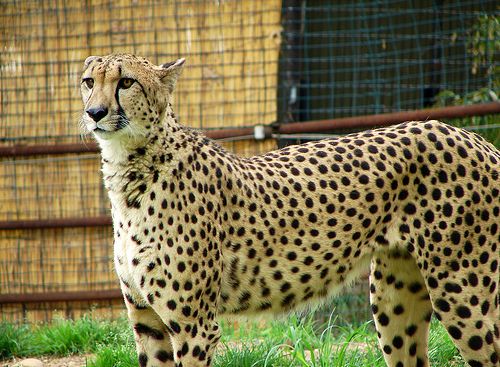 A gepárd (Acinonyx jubatus)