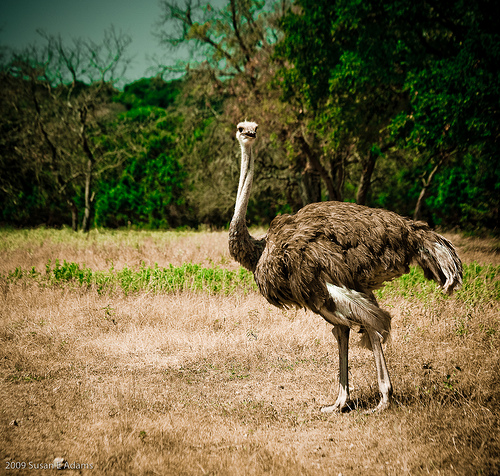 A strucc (Struthio camelus)