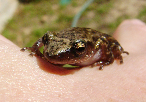 A nyugati álsáskabéka (Pseudacris triseriata)