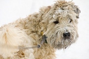 A kitartó terrier