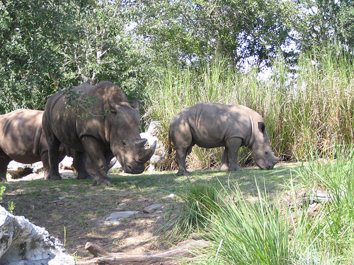 A szélesszájú orrszarvú (Ceratotherium simum)