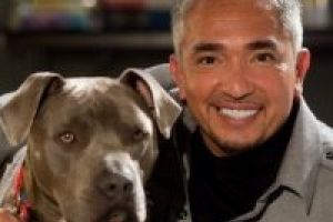 Kutyapszichológia: Ki az a Cesar Millan?
