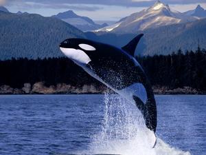 Mit kell tudni a delfinekről? – 1. rész