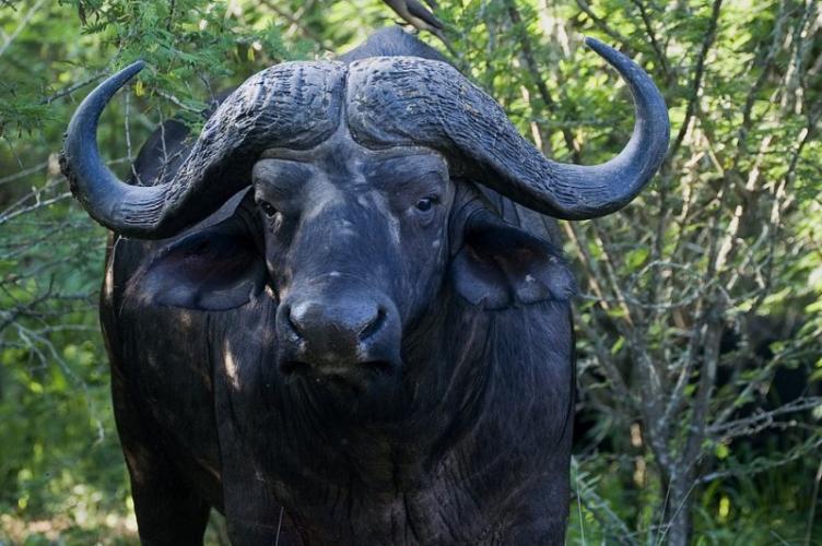 A szavanna bivaly vagy szudáni bivaly (Syncerus caffer caffer)