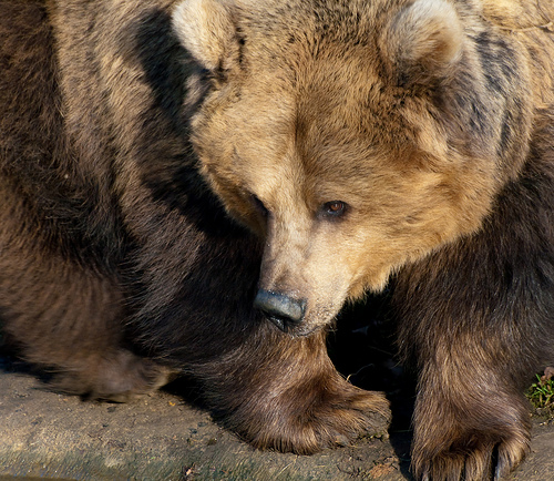 A barnamedve (Ursus arctos)