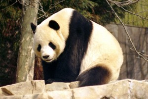 Mit kell tudni az óriáspandáról (Ailuropoda melanoleuca)?