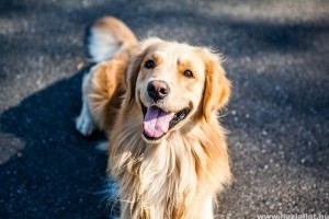 Golden retriever: szőrápolási tanácsok