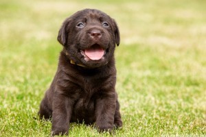 A labrador retriever története