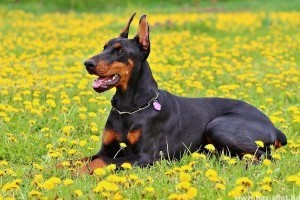 Érdekességek a dobermannról
