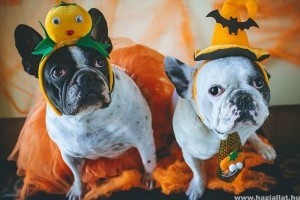 Ezért utálják a kutyák a Halloweent