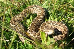 Rákosi viperák születtek a kunadacsi Rákosivipera-védelmi Központban