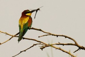 Mélyponton a gyurgyalag (Merops apiaster) állomány Baranyában