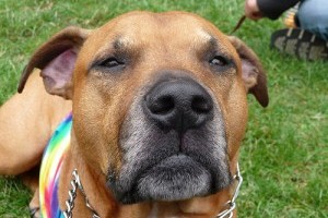 Tre-T, az ukrán terrier világot hódít - video