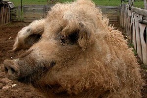 A gyapjas sertés: mangalica - videóval