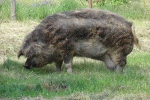A mangalica tenyésztés története