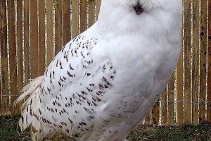 Tudnivalók a hóbagolyról (Bubo scandiacus)