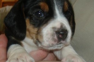 Beagle puppies