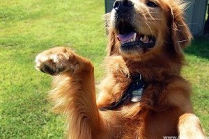 Rookie, a táncoló golden retriever