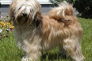 Tibeti terrier kennel