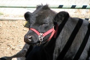 A kitagadott borjú