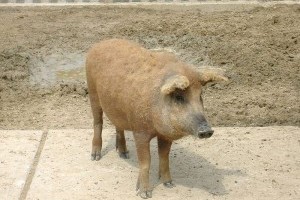 Mangalica sertés telep