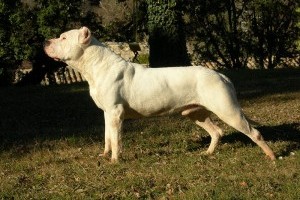 Kutyatartás : az argentin dog