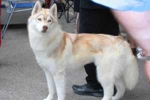 Tudtad, hogy a szibériai husky ...?