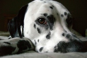 Kutyafajták: a dalamata (Dalmatian)