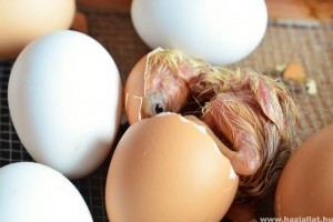 Termékeny tyúktojások: hogyan lámpázzuk őket?
