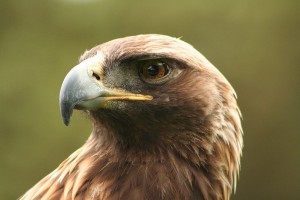 Szirti sas (Aquila chrysaetos), a legszebb ragadozó madár