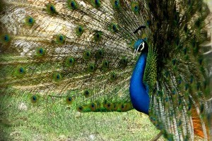A páva (Pavo cristatus)