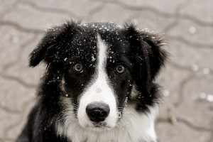 Mókusokat idomít a kutyám!