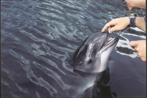 A barna delfin, vagy közönséges disznódelfin más néven közönséges barnadelfin (Phocoena phocoena)