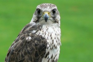 A sólyom (falco)