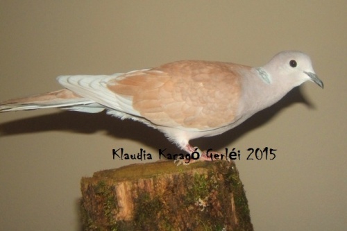 Mandarin (szürke galléros) hím