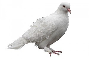 Kisállat kiállítás volt Nagyváradon, Romániában