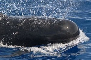 Karácsonyi csoda: a delfin, a kutya és az angyal