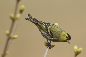 Énekesmadarak: a csíz (Carduelis spinus)