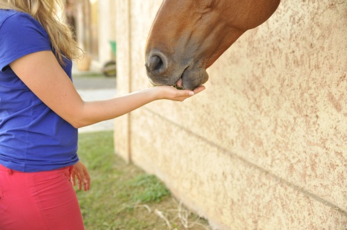 horse-2464220_1280