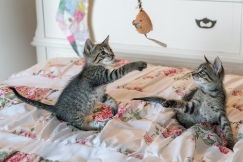 kittens-1534085_1280